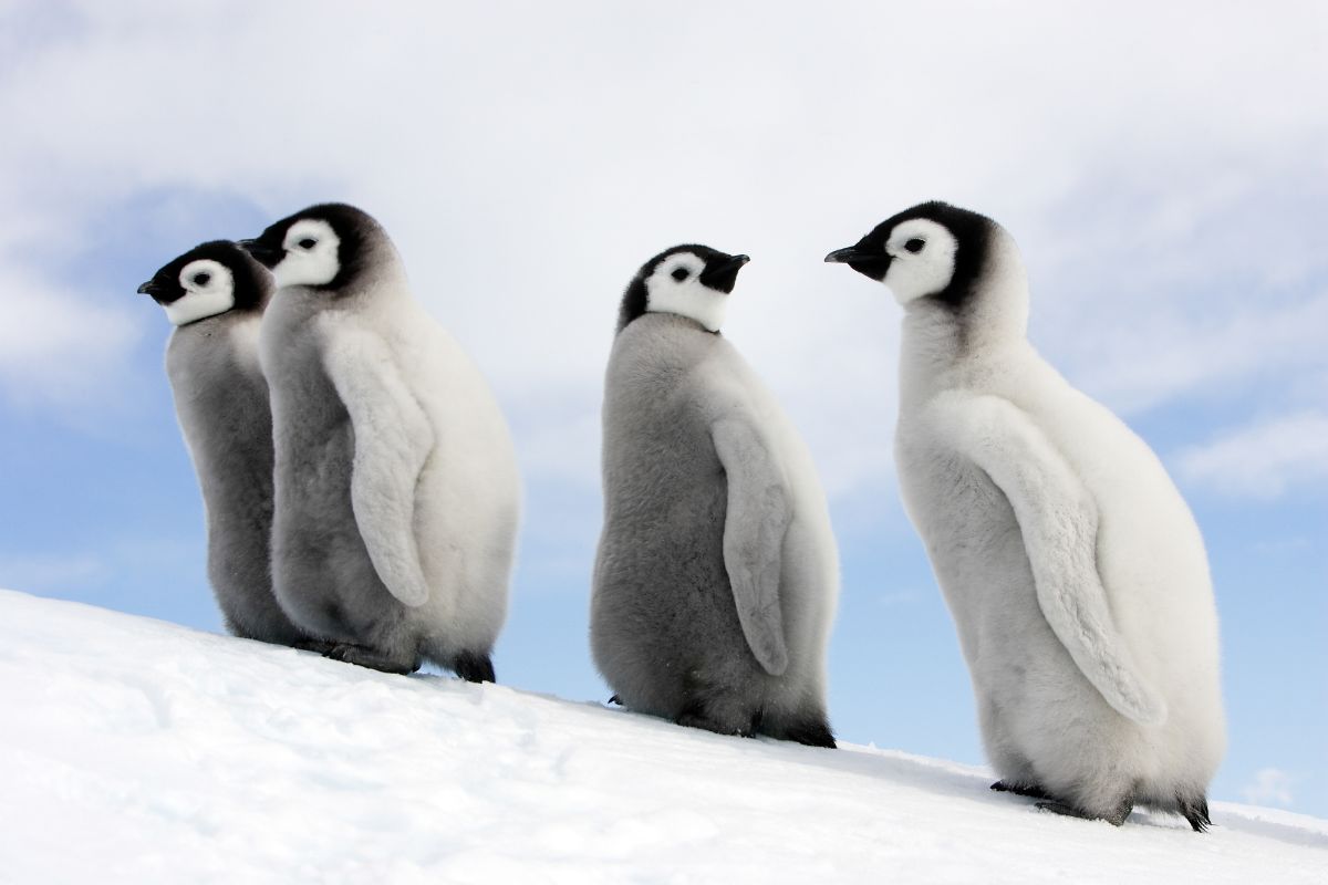 missä pingviinit elää